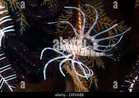 Giovanile di pesce leone rosso (Pterois volitans) Papua occidentale, Indonesia. Foto Stock