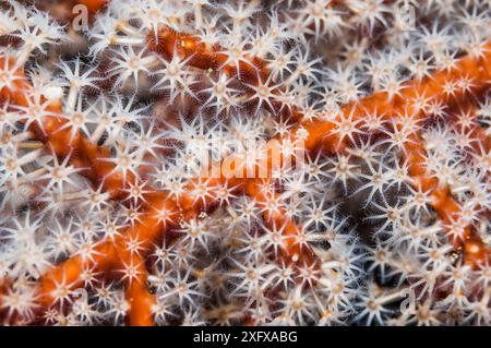 Polipi su corallo ventaglio gorgoniano. Papua Occidentale, Indonesia. Foto Stock