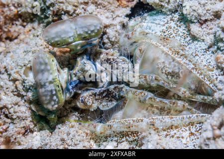 Gamberetti Spearing mantis (Lysiosquillina sp.) Puerto galera, Filippine. Foto Stock