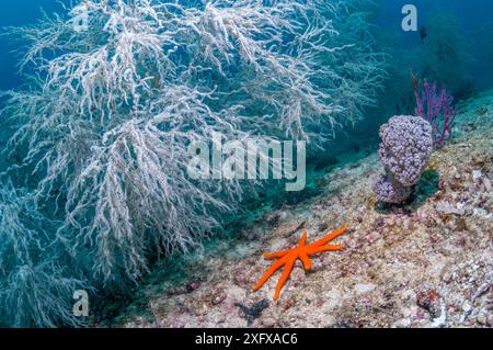 Cespugli di corallo nero (Antipathes dichotoma) sulla barriera corallina. Papua Occidentale, Indonesia. Indo-Pacifico. Foto Stock