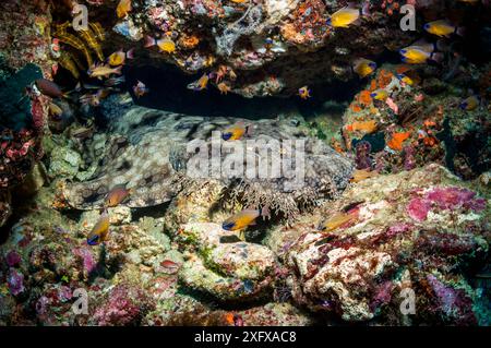 Wobbegong (Orectolobus maculatus) a riposo sulla barriera corallina. Triton Bay, Papua Occidentale, Indonesia. Foto Stock