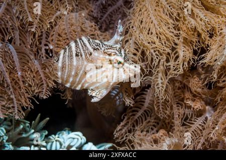 Filefish radiale (Acreichthys radiatus) tra polipi corallini molli (Xenia sp.) Puerto galera, Filippine. Foto Stock