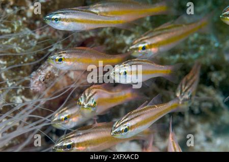 Piccolo cardinalfish (Apogon manus) Puerto galera, Filippine. Foto Stock