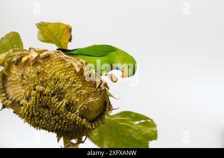 Pappagallo sospeso (Loriculus vernalis) che si nutre di semi di girasole (Helianthus sp). Vicino al Parco Nazionale di Bandipur, Karnataka, India. Foto Stock