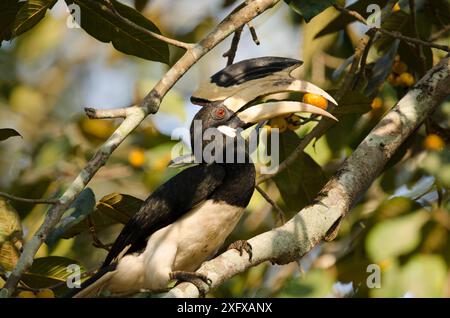 Carnacino di Malabar (Anthracoceros coronatus), alimentazione maschile con frutta nel becco. Dandeli Wildlife Sanctuary, Karnataka, India. Foto Stock