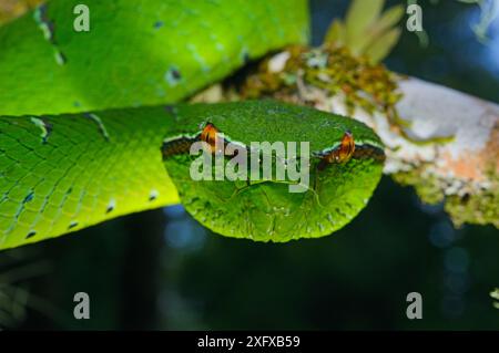 Ritratto del pitviper del tempio (Tropidolaemus subannulatus). La prigionia è diffusa nelle Filippine, in Indonesia e a Sulawesi. Foto Stock