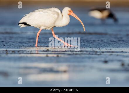 White Ibis (Eudocimus albus) a piedi, laguna di San Ignacio, riserva della biosfera di El Vizcaino, Baja California, Messico, febbraio Foto Stock