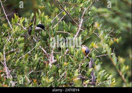 Serpente boomslang attacco uccello in Sud Africa. Foto Stock