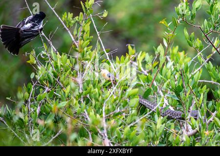 Serpente boomslang attacco uccello in Sud Africa. Foto Stock