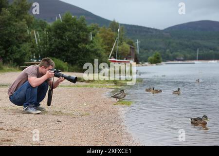 Il fotografo Oliver Hellowell fotografa l'anatra Mallard (Anas platyrhynchos) Loch Morlich, Scozia, Regno Unito. Agosto. Foto Stock