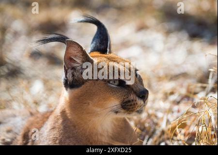 Il caracal riposa nel cespuglio in Sud Africa. Foto Stock