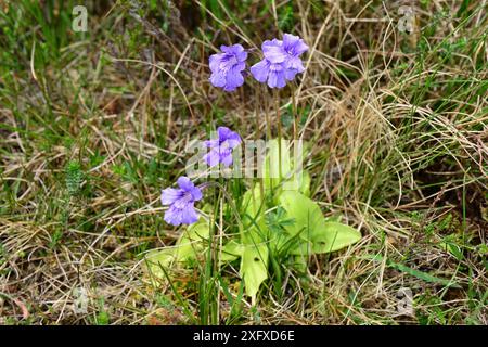 Farro a fiore grande (Pinguicula grandiflora), MacGillycuddy'S Reeks, County Kerry, Repubblica d'Irlanda. Giugno. Foto Stock