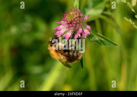 Ape cardaria comune (Bombus pascuorum) su trifoglio rosso (Trifolium pratense). Brown Field site, Worcester, Worcestershire, Inghilterra, Regno Unito. Giugno. Foto Stock