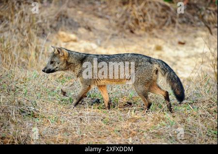 Volpe mangiatrice di granchi (Cerdocyon thous) che si forgia nelle praterie. Pousada Araras, Pantanal settentrionale, Mato grosso, Brasile. Foto Stock
