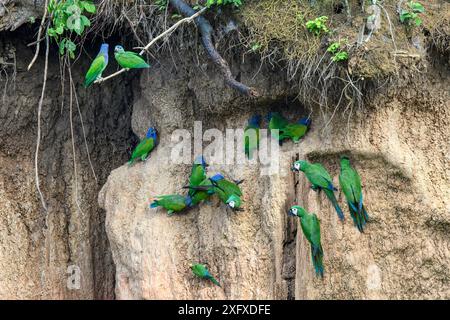L'ara panciuta rossa (Orthoptera manilata) e il pappagallo con testa blu (Pionus mestruus) si nutrono di lecchi d'argilla. Fiume Heath, Tambopata / riserve Bahuaja-Sonene, Amazzonia, Perù / confine con la Bolivia. Foto Stock