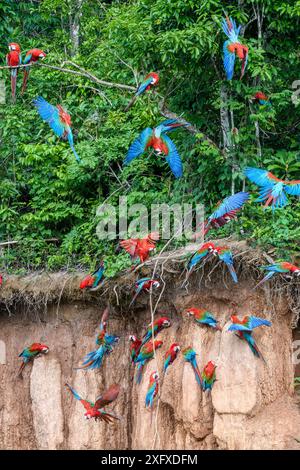 L'ara rossa e verde (Ara chloropterus) si nutre a pareti di lecca d'argilla, volando e arroccata sugli alberi. Fiume Heath, Tambopata / riserve Bahuaja-Sonene, Amazzonia, Perù / confine con la Bolivia. Foto Stock