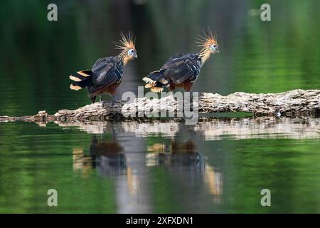 Hoatzin (Opisthocomus hoazin), coppia sul tronco galleggiante in Cocha Salvador ox-bow lake. La Riserva del Manu, Perù. Foto Stock