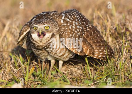 Gufo scavato in Florida (Athene cunicularia floridana) in tana, sibilo e gonfiamento di piume in una mostra di difesa nido. Cape Coral, Florida, Stati Uniti. Aprile. Foto Stock