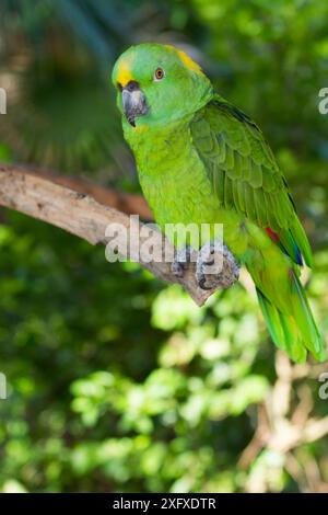 Pappagallo amazzonico (Amazona auropalliata) arroccato sul ramo. Prigioniero. Foto Stock