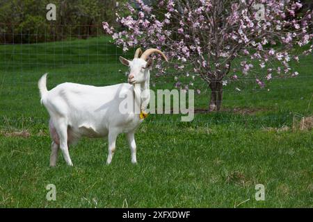 Capra da latte Saanen su pascolo con albero in fiore sullo sfondo. Norfolk, Litchfield County, Connecticut, Stati Uniti. Maggio. Foto Stock