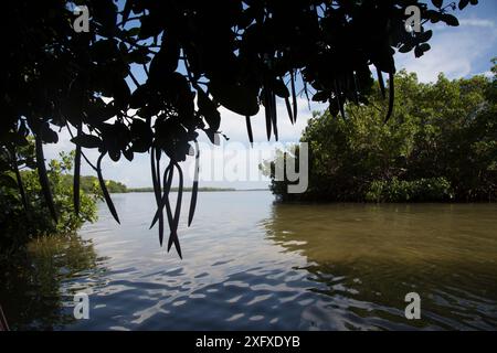 Mangrovie rosse (Rhizophora Mangle), podi di piantina e acqua salata slough, Tampa Bay, Pinellas County, Florida, Stati Uniti. Luglio Foto Stock