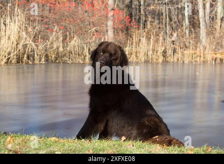Cane di Terranova, giovane uomo seduto di fronte allo stagno ghiacciato. Killingworth, Middlesex County, Connecticut, Stati Uniti. Foto Stock