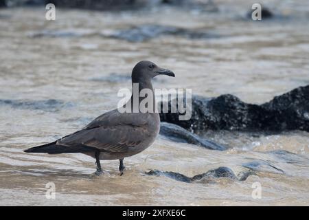 Gabbiano lavico (Larus fuliginosus) vicino alla Collina dei Draghi, all'isola di Santa Cruz, alle isole Galapagos, Ecuador. Foto Stock