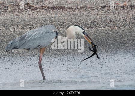 Grande airone blu (Ardea herodias) che si nutre dell'iguana marina delle Galapagos appena schiusa (Amblyrhynchus cristatus cristatus). Espinosa Point, Isola Fernandina, Isole Galapagos, Ecuador. Foto Stock