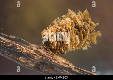 Caso-building caddisfly larva (Limnephilus rhombicus), Europa, giugno, condizioni controllate Foto Stock