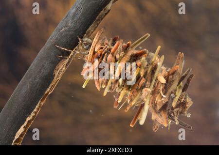 Caso-building caddisfly larva (Limnephilus rhombicus), Europa, giugno, condizioni controllate Foto Stock