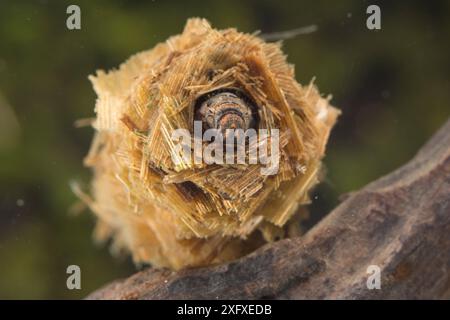 Caso-building caddisfly larva (Limnephilus rhombicus), Europa, giugno, condizioni controllate Foto Stock