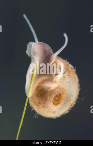 Lumaca di ramshorn grande (Planorbarius corneus) giovanile, onstem di piante acquatiche, Europa, giugno, condizioni controllate Foto Stock