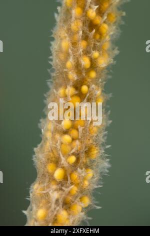 Spugna d'acqua dolce (Spongilla lacustris), con gemme visibili, gemole sono utilizzate nella riproduzione asessuale delle spugne, Europa, novembre, condizioni controllate Foto Stock