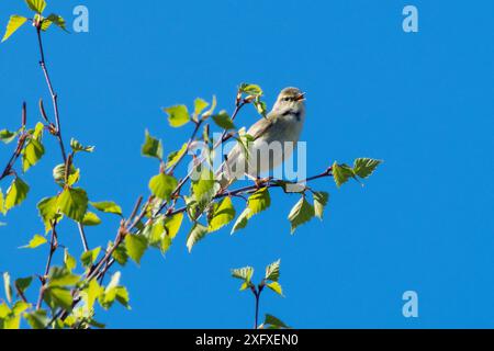 Willow Warbler (Phylloscopus trochilus) canto, Baviera, Germania. Aprile Foto Stock