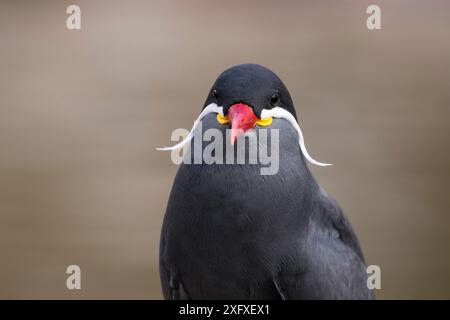 Terna Inca (Larosterna inca) Sud America, prigioniera Foto Stock