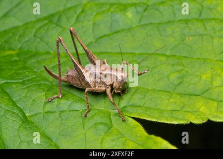 Dark Bush cricket (Pholidoptera griseoaptera) femmina, Whitelye, Monmouthshire, Galles, Regno Unito Foto Stock