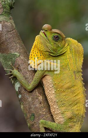 Lucertola dal naso cieco (Lyriocephalus scutatus) Sri Lanka Foto Stock