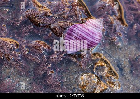 Rara forma viola di cane (Nucella lapillus) sulla riva di Nash Point, Glamorgan. Foto Stock