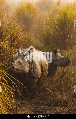 Rinoceronte indiano (Rhinoceros unicornis) in praterie, donne e giovani, Kaziranga National Park, Assam, India. Foto Stock