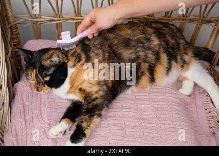 gatto graffi mani femminili con strumento per la cura del corpo rosa, spazzola affilatrice, garantire la salute e la pulizia del felino, igiene del gatto, cura degli animali domestici Foto Stock