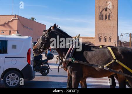 Trasportando merci in città, caricando un tradizionale carro trainato da cavalli che trasporta borse lungo le strade, l'autentica e vivace vita cittadina del regno Africano Moro Foto Stock