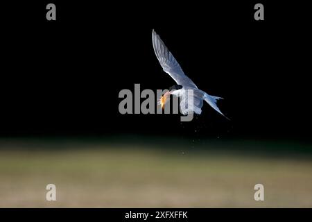 Terna comune (Sterna hirundo) in volo con preda, Norfolk, Inghilterra, Regno Unito. Luglio. Foto Stock