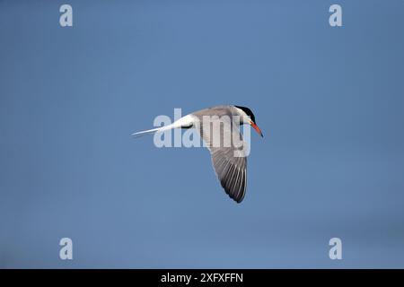 Common tern (Sterna hirundo) Norfolk, Inghilterra, Regno Unito, luglio. Foto Stock