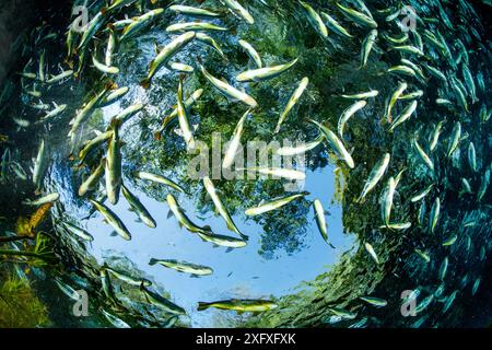 Shoal di Piraputanga, (Brycon hilarii), vicino alla superficie, Aquario Natural, Bonito, Mato grosso do sul, Brasile. Foto Stock