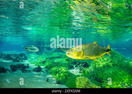 dorado (Salminus brasiliensis) Recanto ecologico, Rio da Prata, Bonito, Mato grosso do sul, Brasile Foto Stock