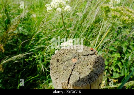 Ladybird in piedi su un vecchio palo di recinzione in legno - John Gollop Foto Stock