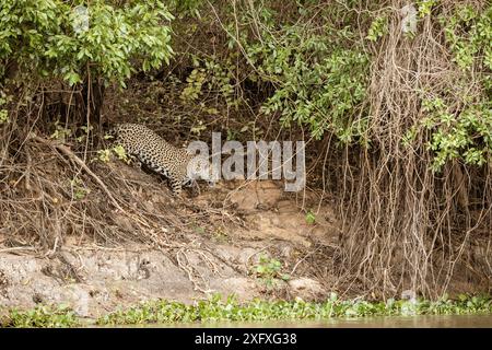 Jaguar (Panthera onca) Pantanal, Mato Grosso, Brasile Foto Stock