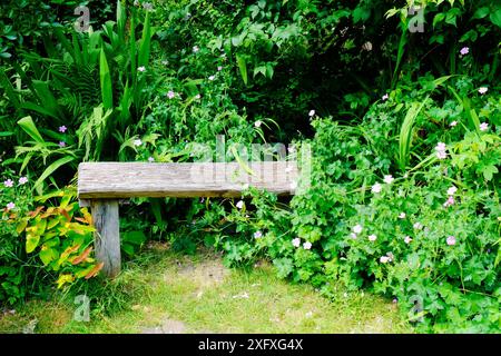 La panca rustica del giardino in legno viene superata da lussureggianti piante da giardino - John Gollop Foto Stock