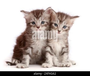 Gattini Silver tabby, Freya e Blaze, 4 settimane. Foto Stock