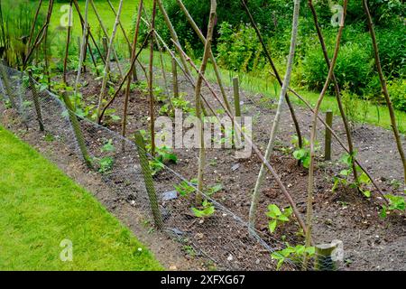 Piante giovani di fagioli con rete metallica di protezione che crescono in un orto - John Gollop Foto Stock